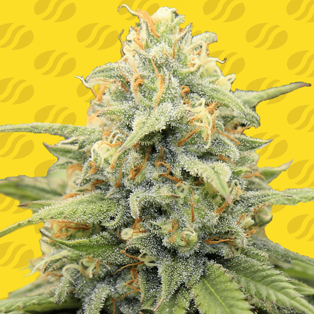 Apple Fritter Auto: Das Must-Have für jeden Cannabis-Liebhaber!