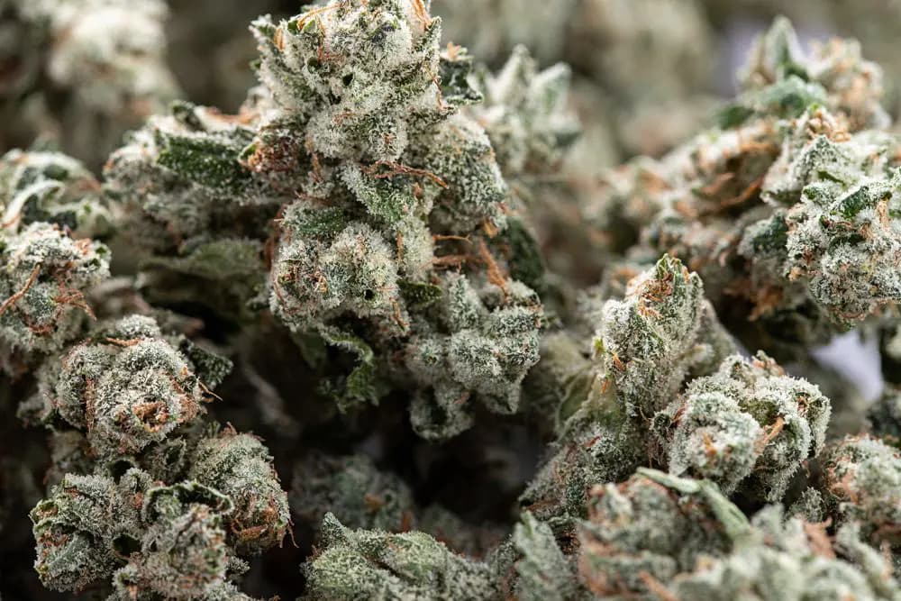 Große Auswahl an Hanfgenetik – Jetzt Cannabis Samen bestellen