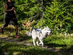 Tail Wagging Tech: Must-Have-Gadgets für Hundebesitzer
