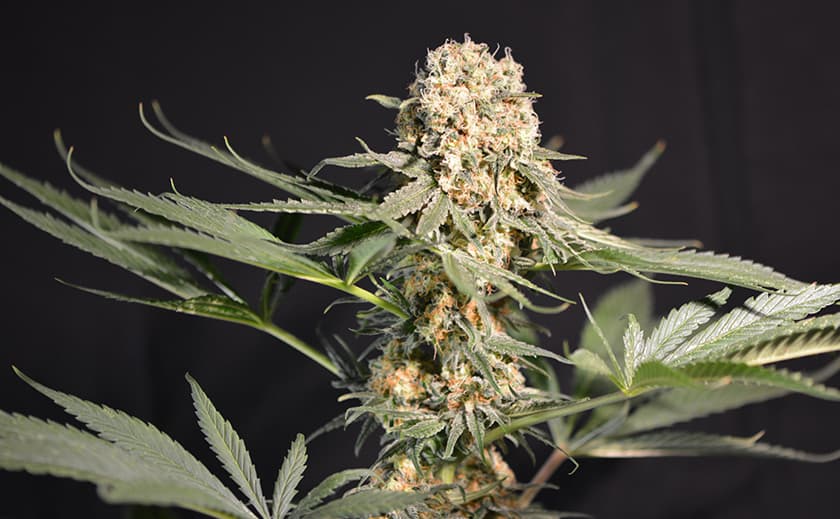 Cannabis Samen in der Aquakultur: Ein neues Forschungsfeld