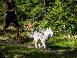 Tail Wagging Tech: Must-Have-Gadgets für Hundebesitzer