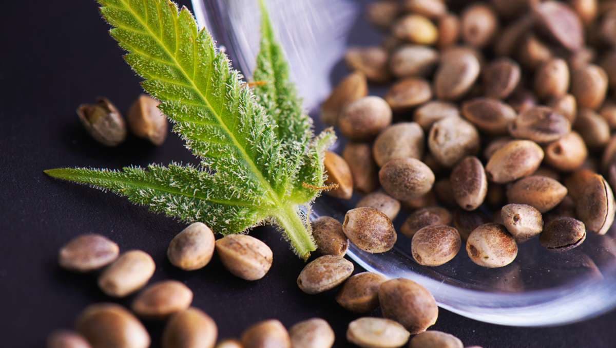 Cannabis Samen und sportliche Erholung: Was Athleten wissen sollten
