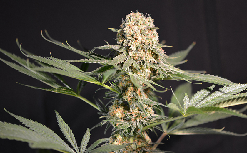 Cannabis Samen in der Aquakultur: Ein neues Forschungsfeld