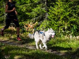Tail Wagging Tech: Must-Have-Gadgets für Hundebesitzer